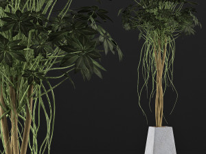 plants collection 66 Modelo 3D