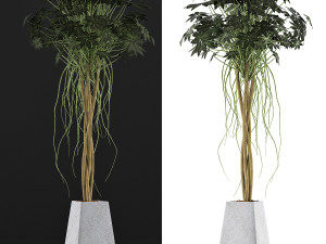 plants collection 66 Modelo 3D
