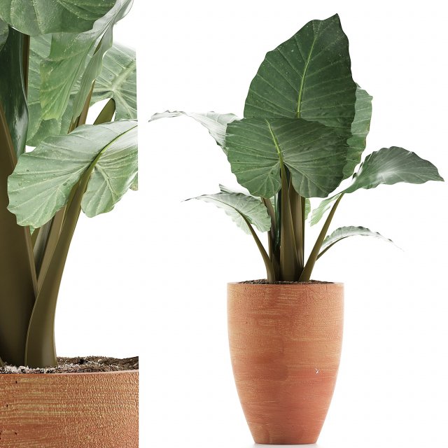 plants collection 67 3D Модель .c4d .max .obj .3ds .fbx .stl .blend 
