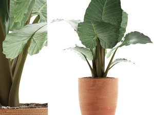 plants collection 67 3D Model