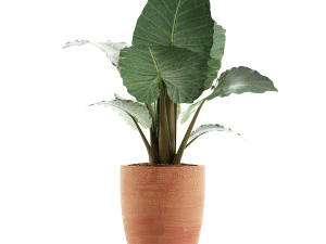 식물 수집 67 3D 모델