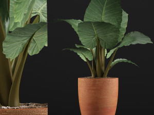plants collection 67 3D Модель