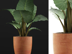 식물 수집 67 3D 모델