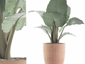 식물 수집 67 3D 모델