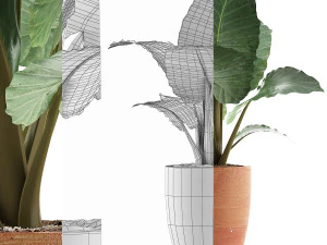 식물 수집 67 3D 모델