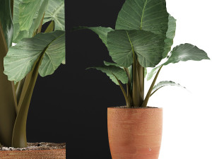 plants collection 67 3D Модель