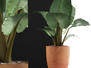 식물 수집 67 3D 모델