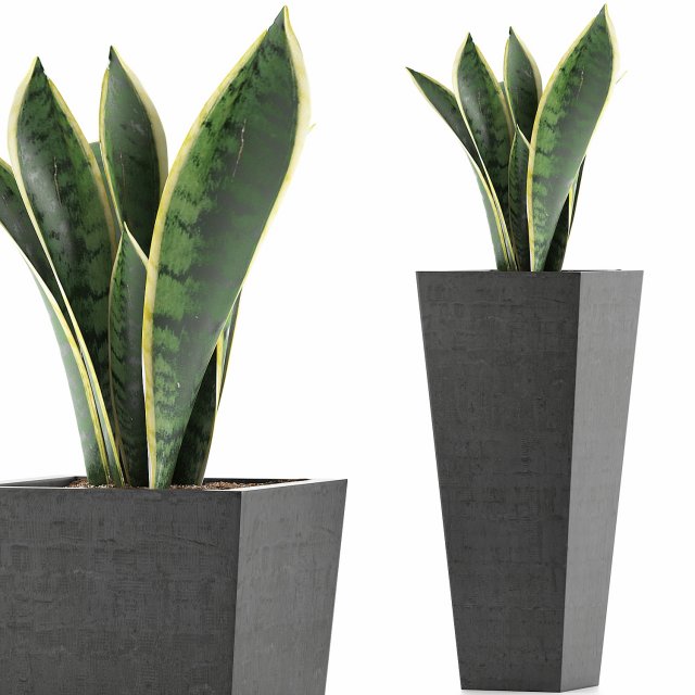 plants collection 68 Modèle 3D .c4d .max .obj .3ds .fbx .stl .blend 