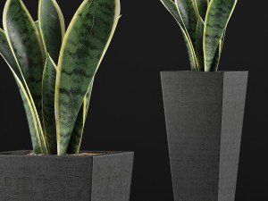plants collection 68 Modèle 3D