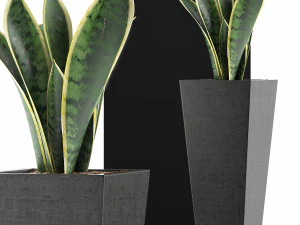 plants collection 68 3D Model