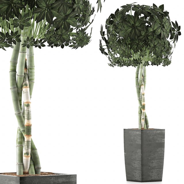 plants collection 69 3D Модель .c4d .max .obj .3ds .fbx .stl .blend