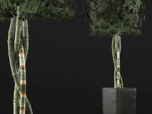 plants collection 69 3D Model