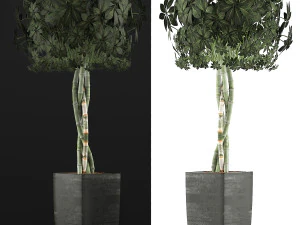 plants collection 69 3D Model