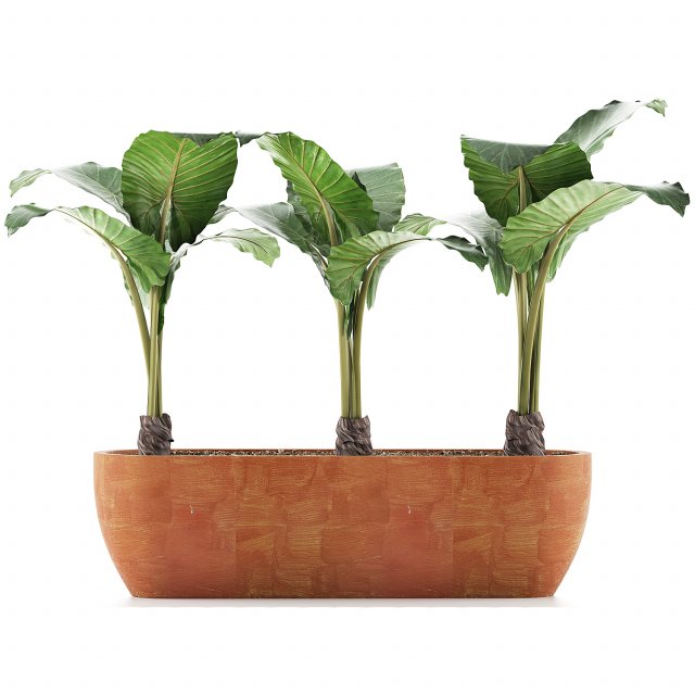 plants collection 70 3D 模型 .c4d .max .obj .3ds .fbx .stl .blend 