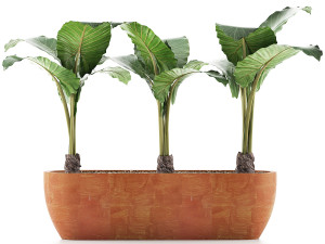 plants collection 70 3D Model