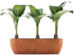 raccolta piante 70 Modello 3D