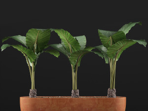 plants collection 70 3D 模型