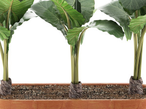 plants collection 70 3D 模型