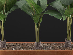 plants collection 70 3D 模型