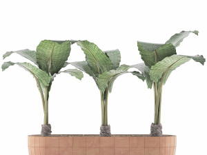 plants collection 70 3D 模型