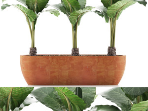 plants collection 70 3D 模型