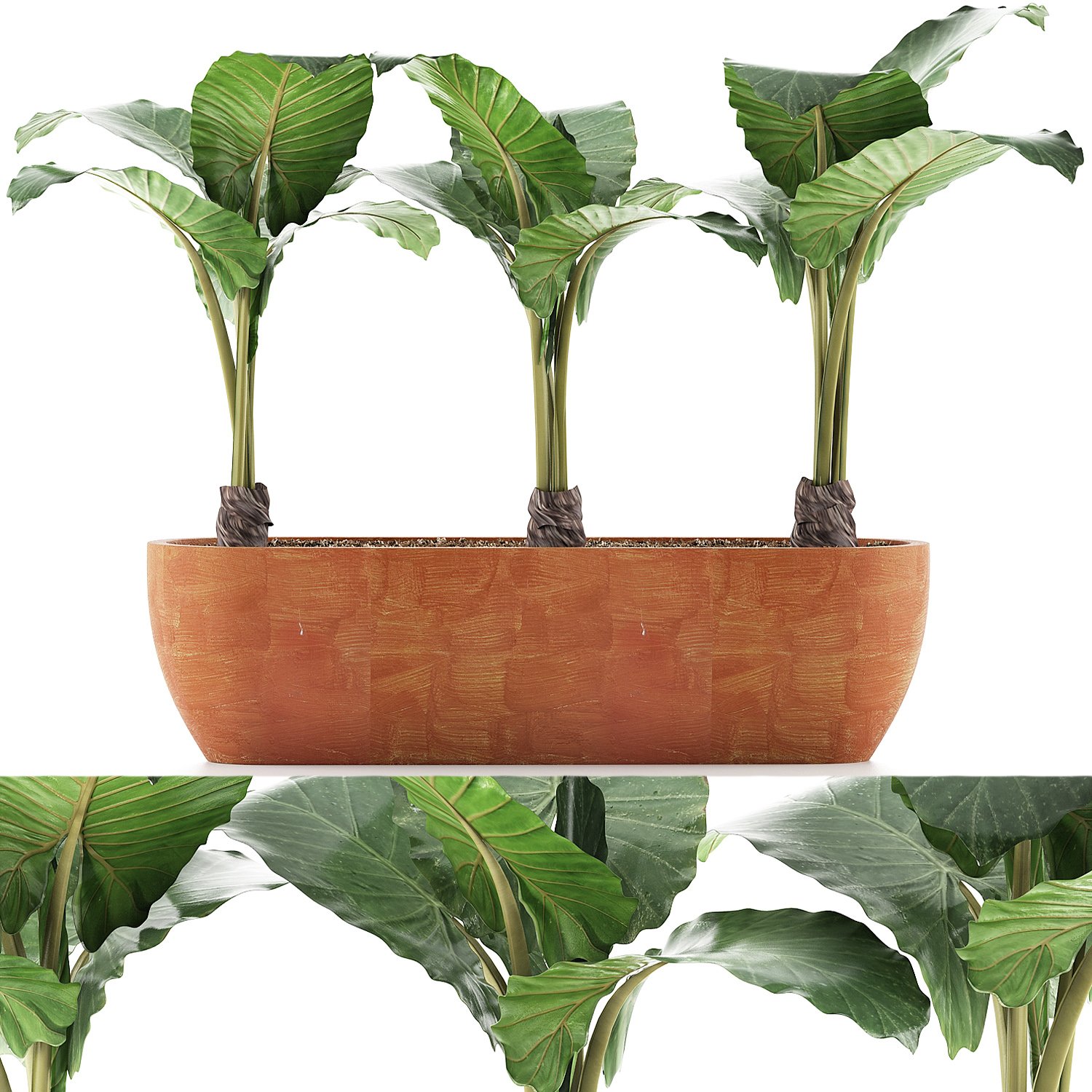 Plant modeling. 3d модель растения. Засуховыносливые комнатные растения. Plant 3d model.