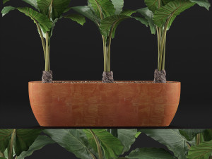 plants collection 70 3D 模型