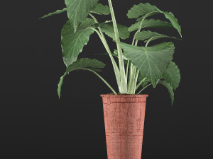 plants collection 71 3D 모델