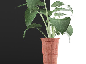 plants collection 71 3D 모델