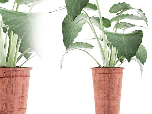 plants collection 71 3D 모델