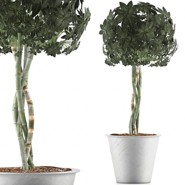 plants collection 72 Modelo 3D .c4d .max .obj .3ds .fbx .stl .blend 