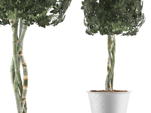 plants collection 72 3D Model