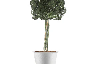 коллекция растений 72 3D Модель