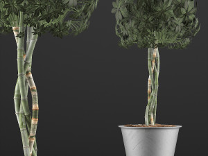 plants collection 72 Modelo 3D