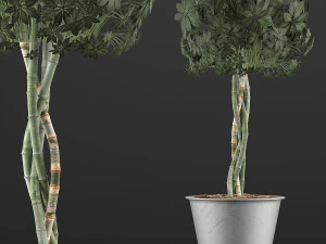 коллекция растений 72 3D Модель