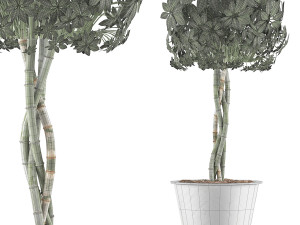 plants collection 72 Modelo 3D