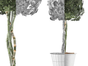 коллекция растений 72 3D Модель