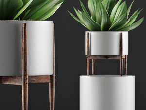 plants collection 73 Modello 3D