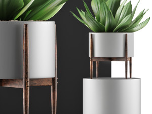 plants collection 73 Modello 3D