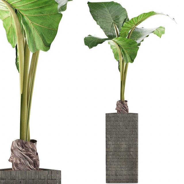 plants collection 75 Modelo 3D .c4d .max .obj .3ds .fbx .stl .blend 