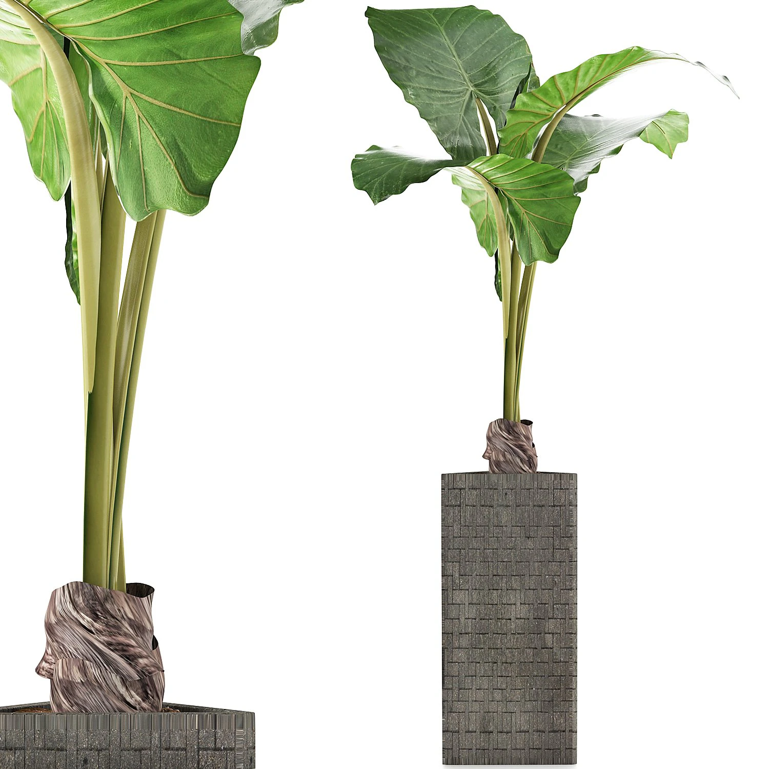 plants collection 75 3D Model .c4d .max .obj .3ds .fbx .stl .blend 