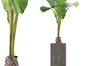 plants collection 75 Modèle 3D