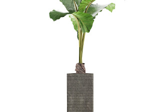 plants collection 75 Modelo 3D