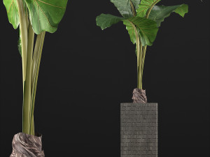 plants collection 75 Modelo 3D