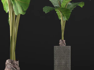 plants collection 75 3D Model