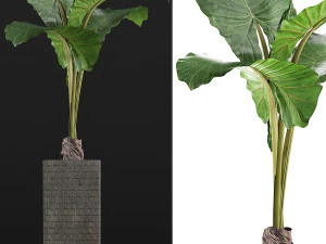 plants collection 75 3D Model