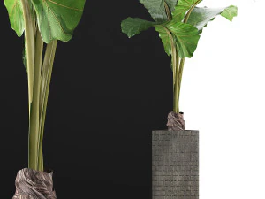 plants collection 75 3D Model