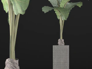 plants collection 75 3D Model