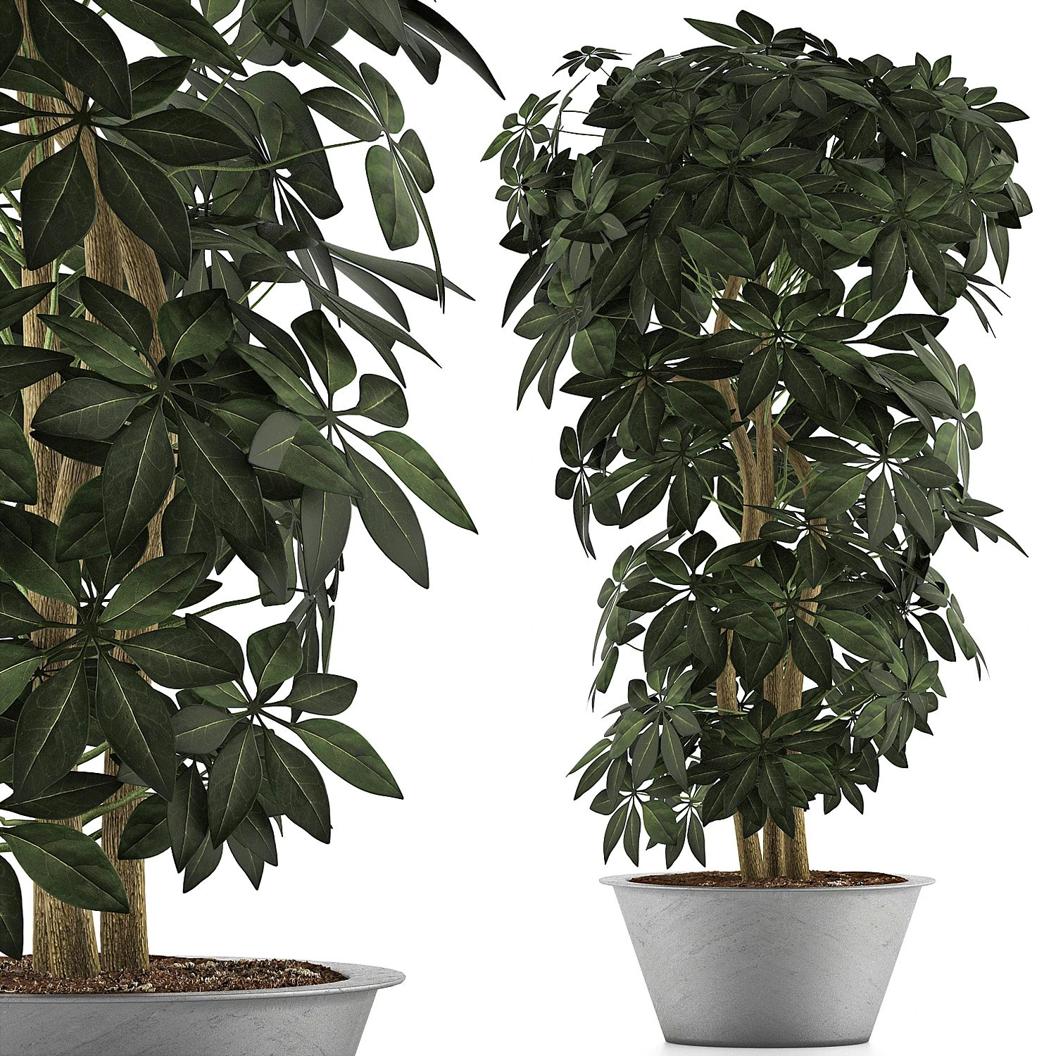 plants collection 76 3D Model .c4d .max .obj .3ds .fbx .stl .blend 