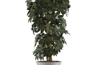 plants collection 76 3D Model